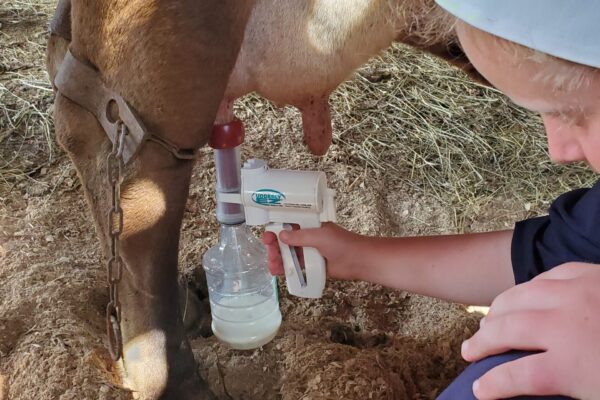 Graber's daughters milking cow, Udderly Ez (3)